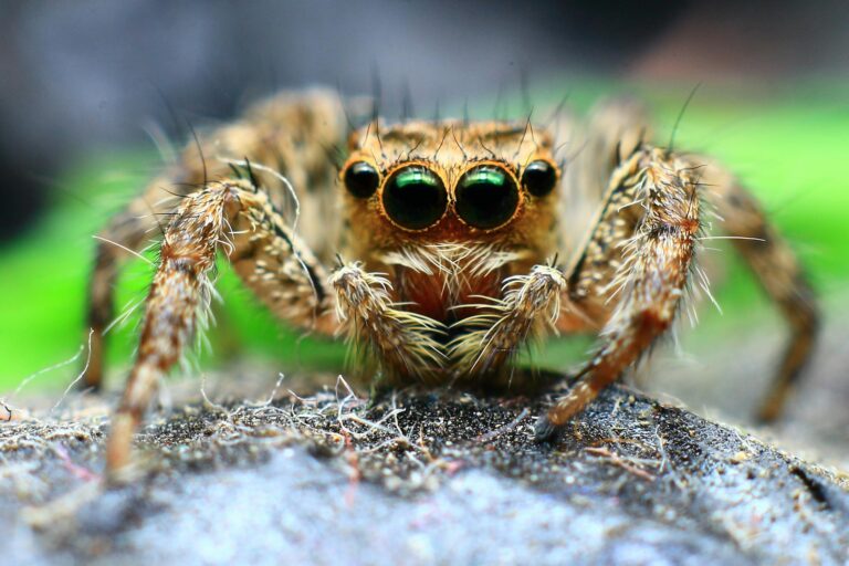 pest control services guide